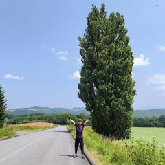 美瑛 パッチワークの路：ケンとメリーの木、セブンスターの木、親子の木、オーバーツーリズム、観光地の印象