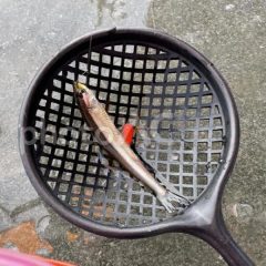 やっぱり、ワカサギ釣り：最新機、必殺技、夢の10束