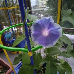 奇跡の朝顔：2年前の種の花が咲いた