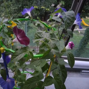 朝顔3