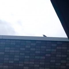 帰って来た小鳥